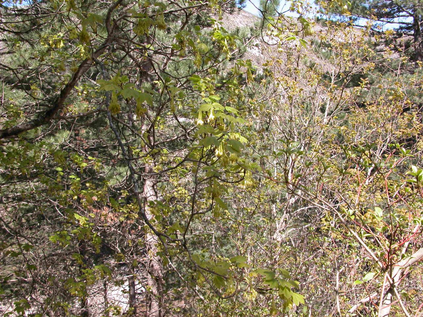 Sycamore plant